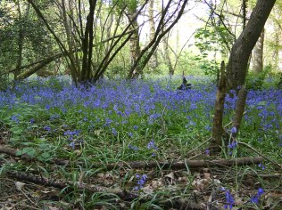 Bluebell Ancient Wood
