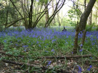 Bluebell Ancient Wood